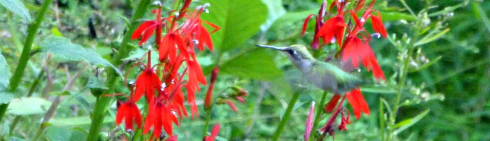 cropped-2015-0916-hummingbird-cardinal-flower1.jpg