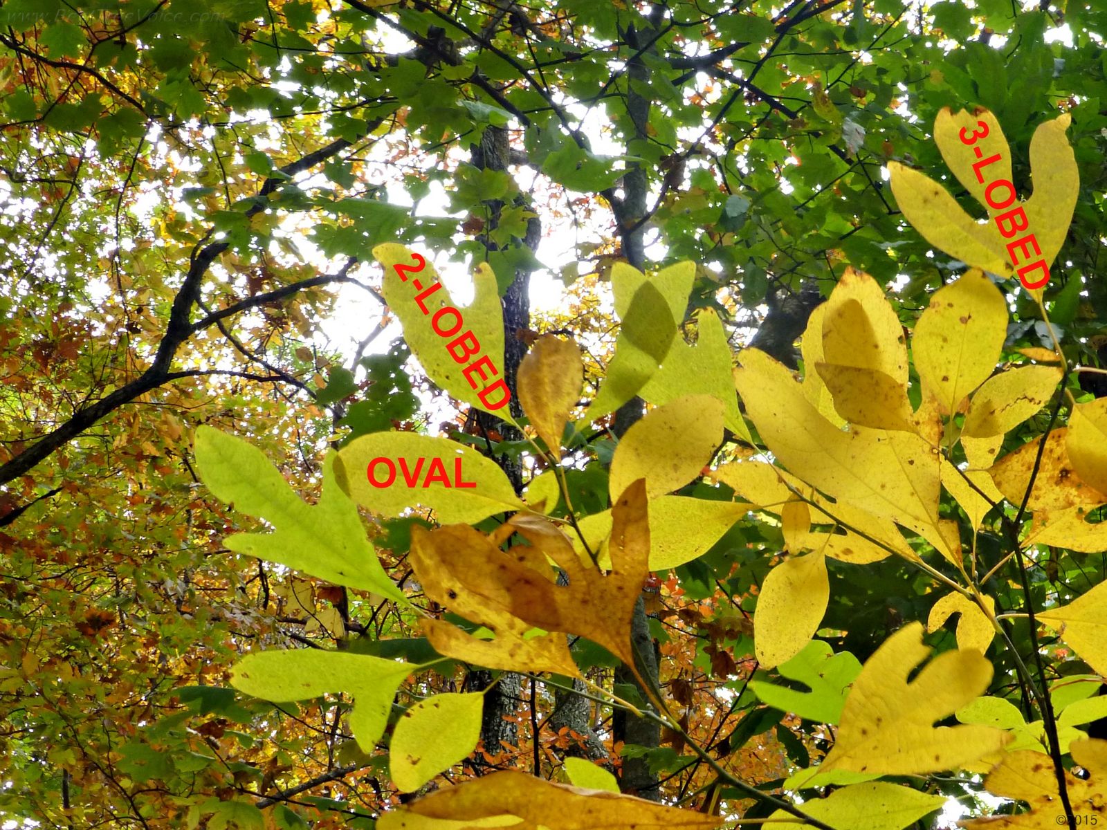 October 24, 2015 - Sassafras leaves in Bent Tree