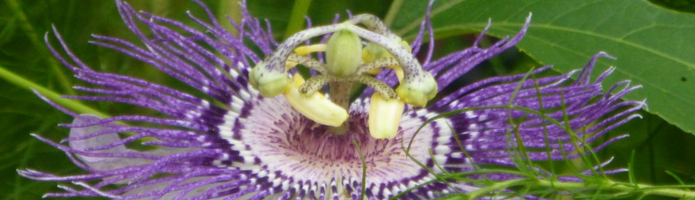 September 6, 2015 - Passionflower in Bent Tree
