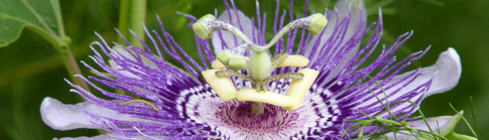 September 7, 2015 - Passionflower in Bent Tree