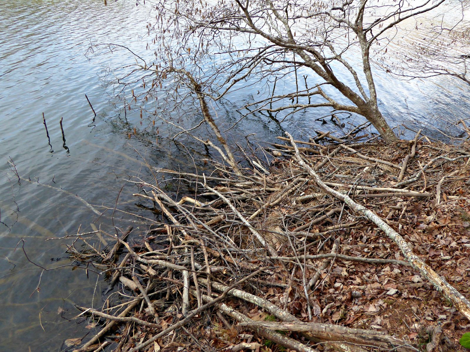 February 14, 2015 - Beaver trap and beaver lodge along the shore of Lake Tamarack
