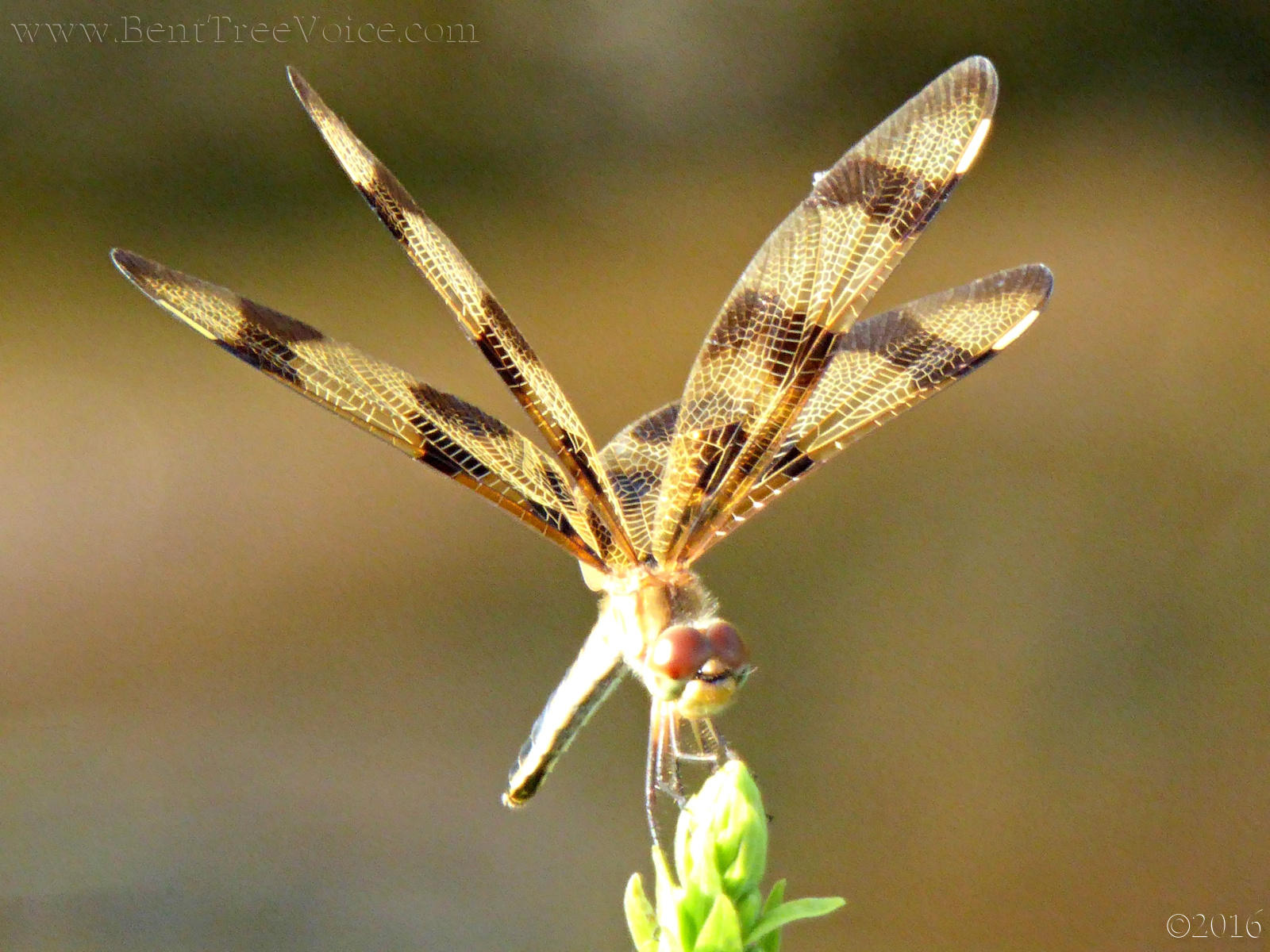 August 25, 2016 - Halloween pennant dragonfly at the spillway 