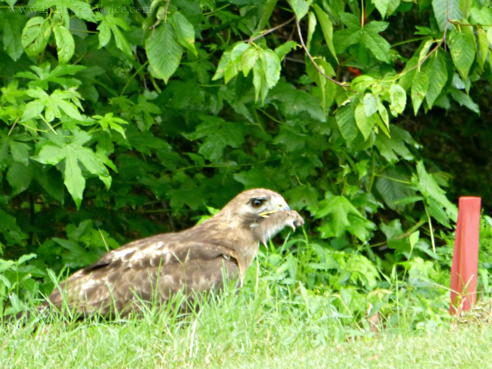 June 20, 2017 - Hawk with prey in Bent Tree