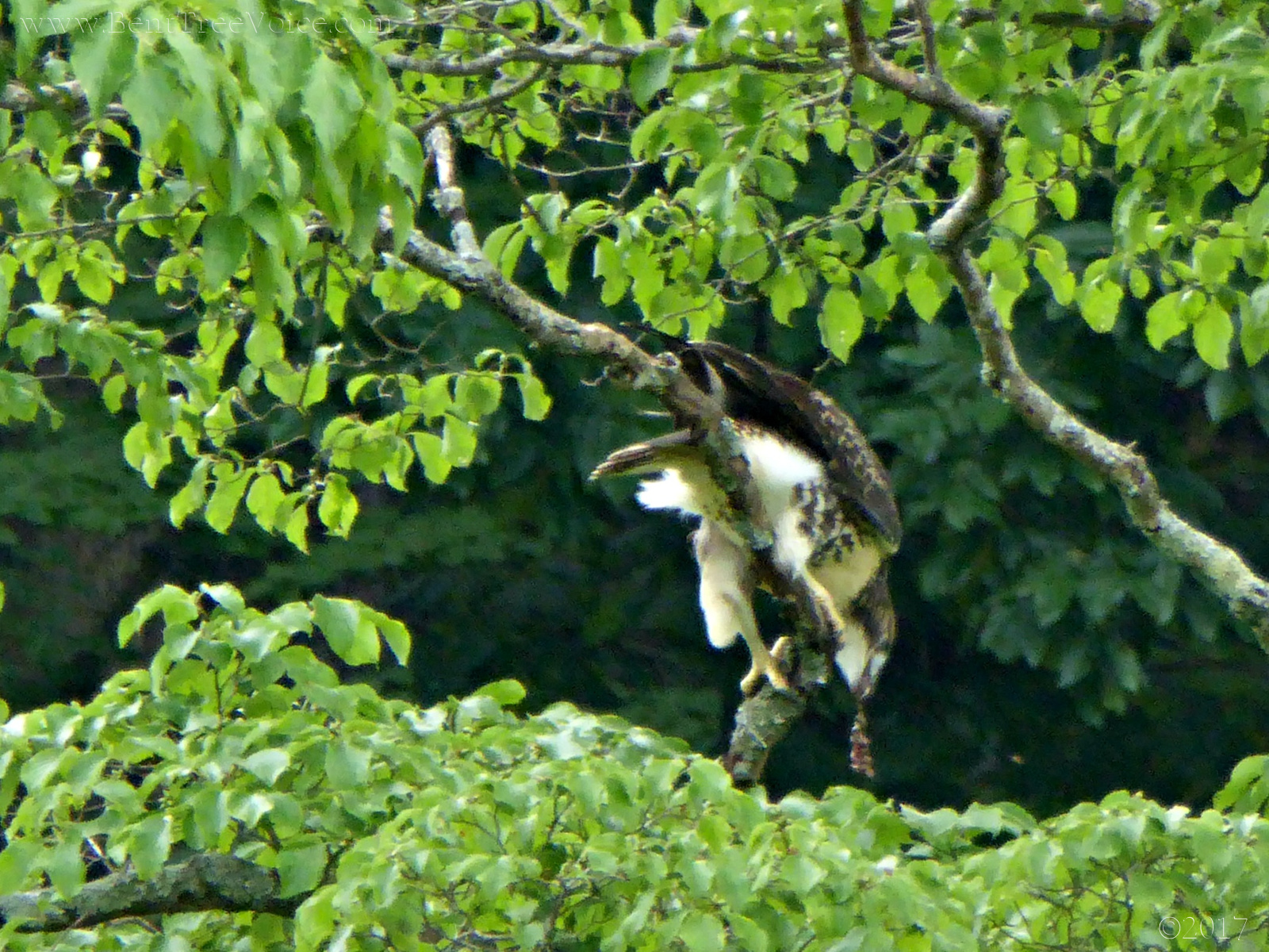June 20, 2017 - Hawk eating in Bent Tree