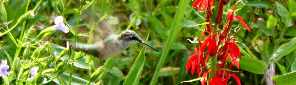 August 6, 2017 - Hummingbird and Cardinal Flower in Bent Tree