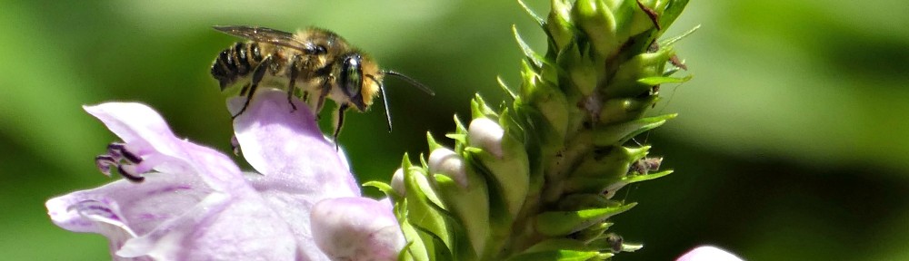 August 13, 2017 - honeybee in Bent Tree