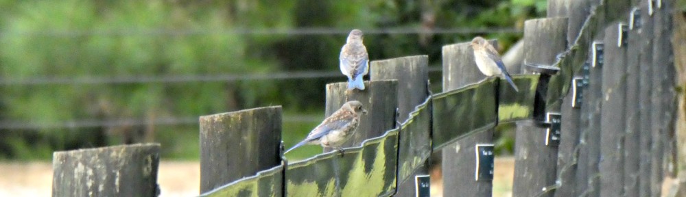 cropped-2017-0831-juvenile-bluebirds-header.jpg