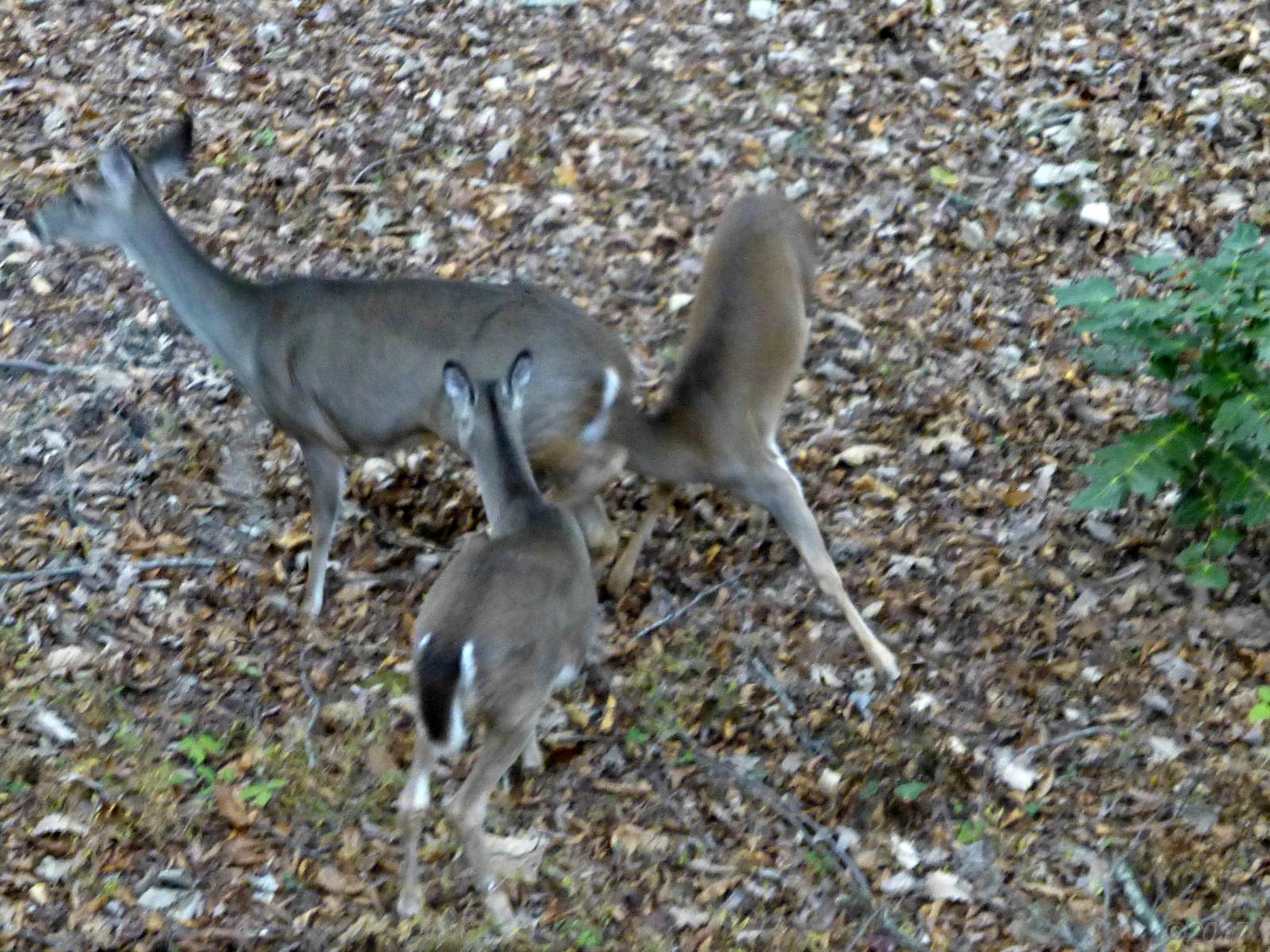 November 4, 2017 - twins rushed the doe at the same time