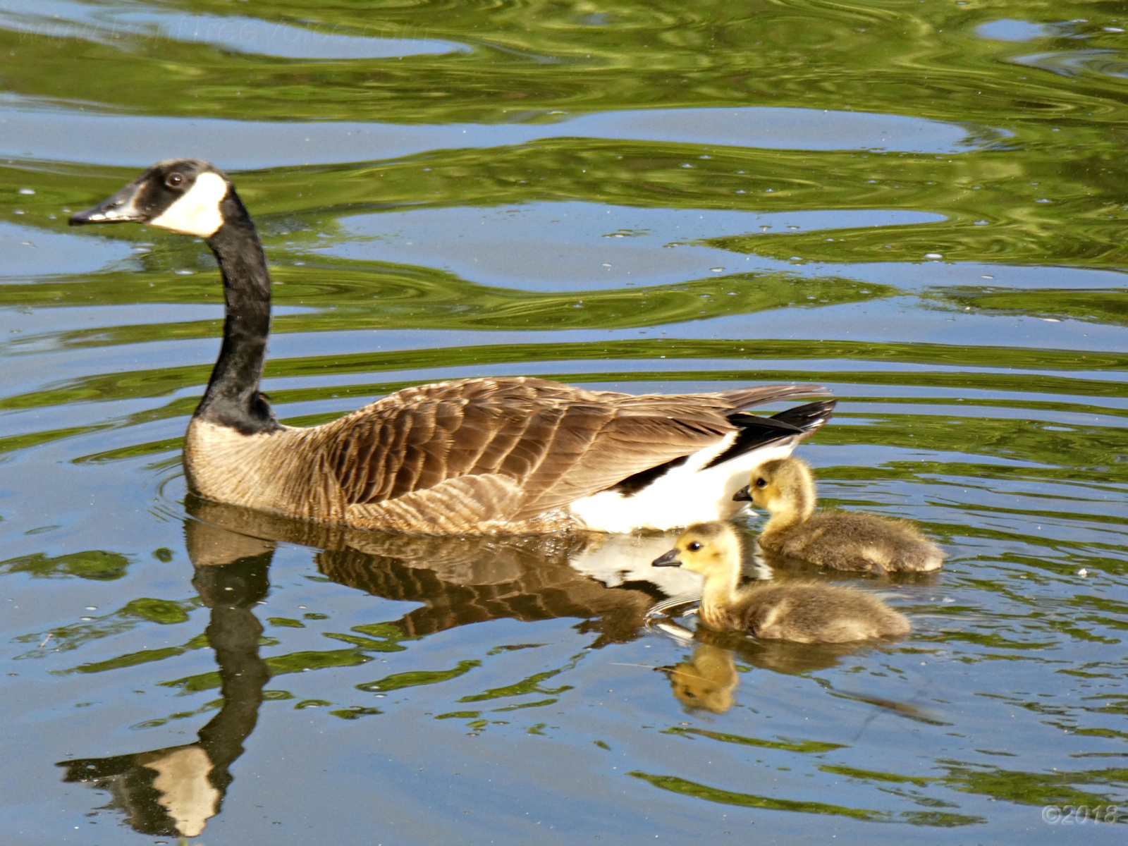 June 14, 2018 - Canada goose and goslings in Bent Tree