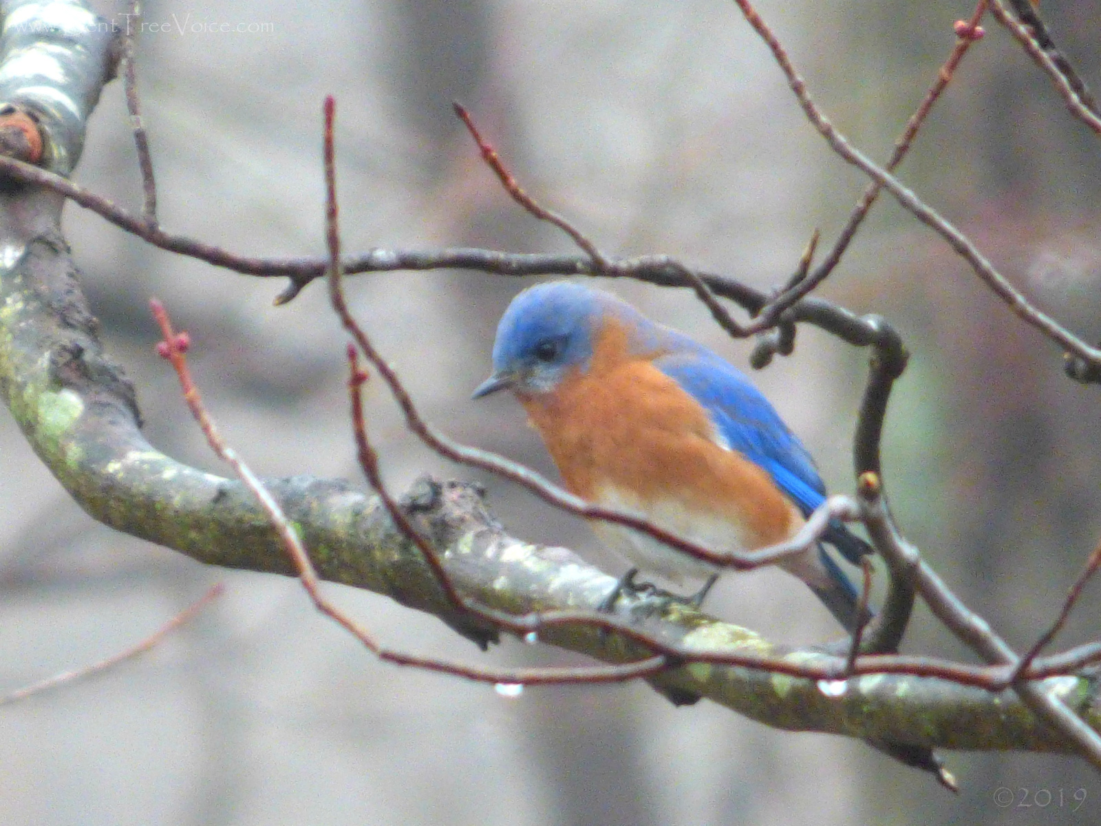 February 11, 2019 - Bluebird in Bent Tree