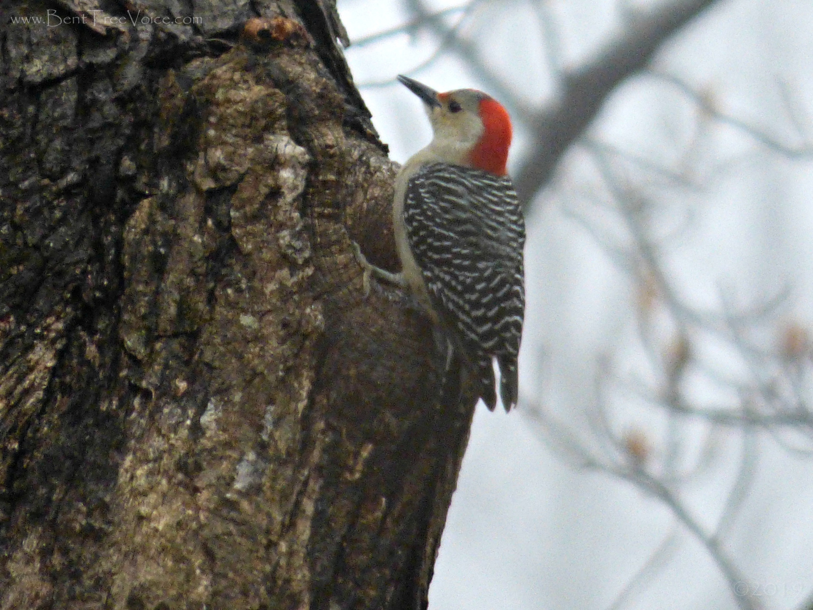 February 11, 2019 - Red-bellied woodpecker in Bent Tree