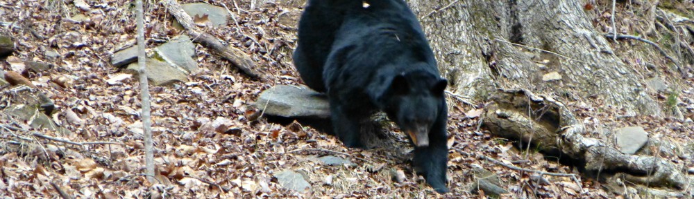 February 26, 2019 - Black Bear in Bent Tree