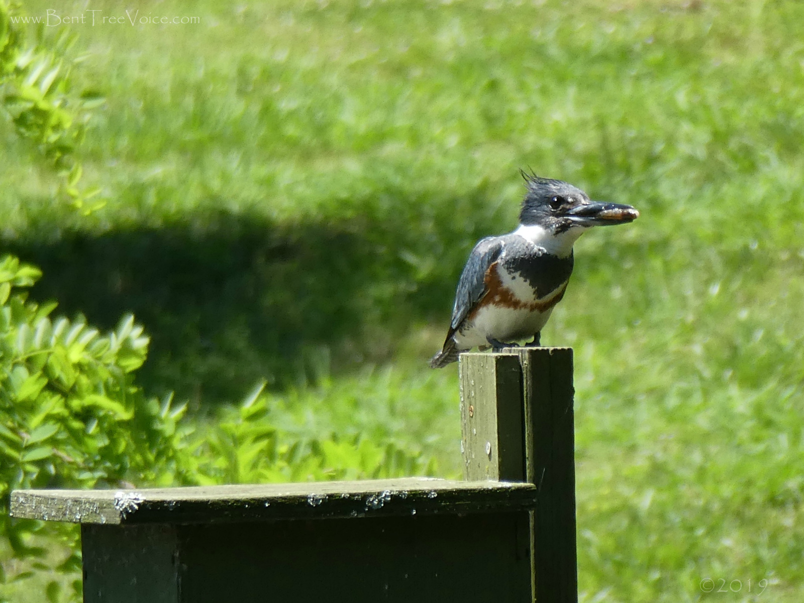 May 14, 2019 - Belted Kingfisher with fish in Bent Tree