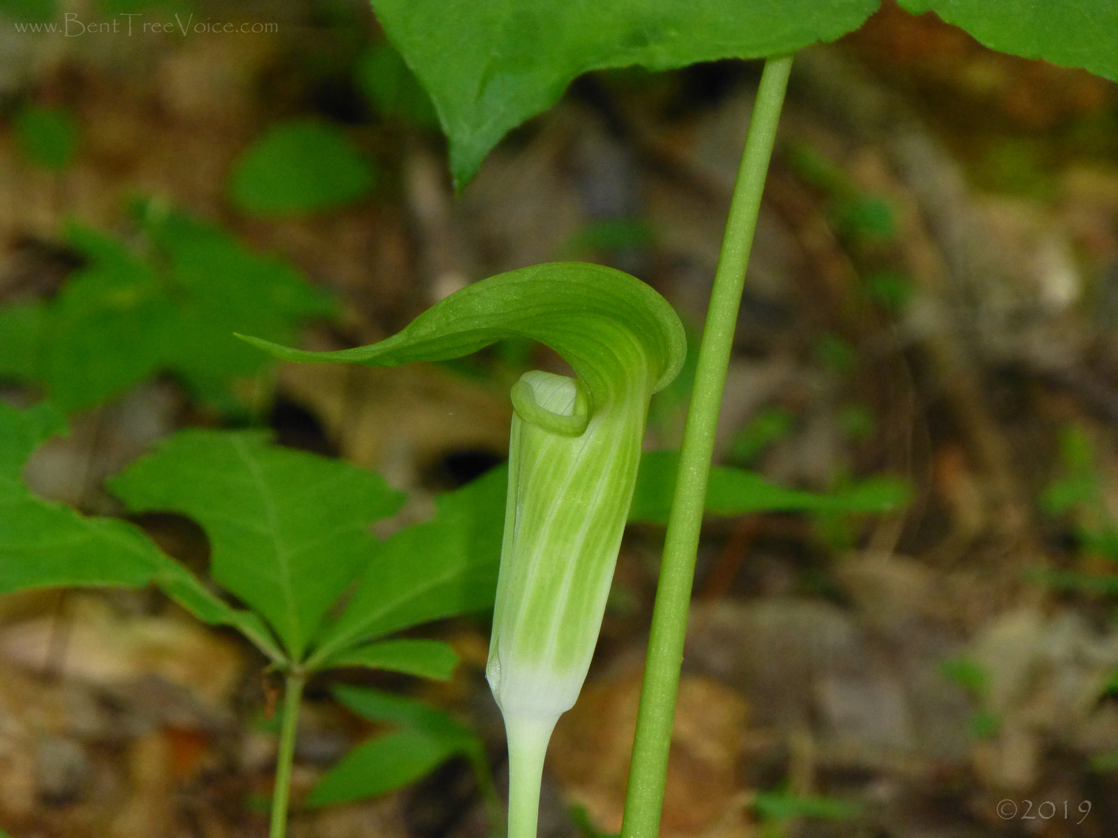 May 4, 2019 - Jack-in-the-Pulpit in Bent Tree