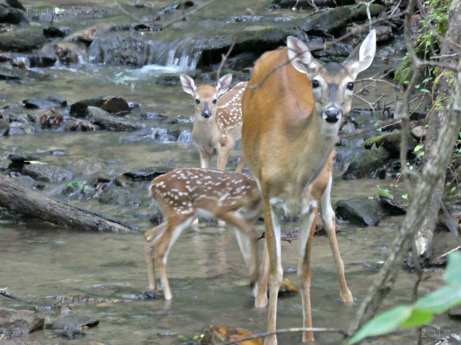 June 26, 2019 - Doe and twin fawns in Bent Tree creek