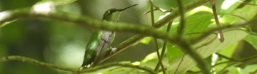 September 1, 2019 - Hummingbird in Bent Tree
