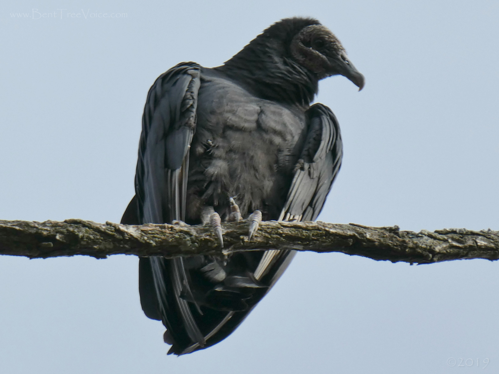 December 26, 2019 - Black Vulture in Bent Tree