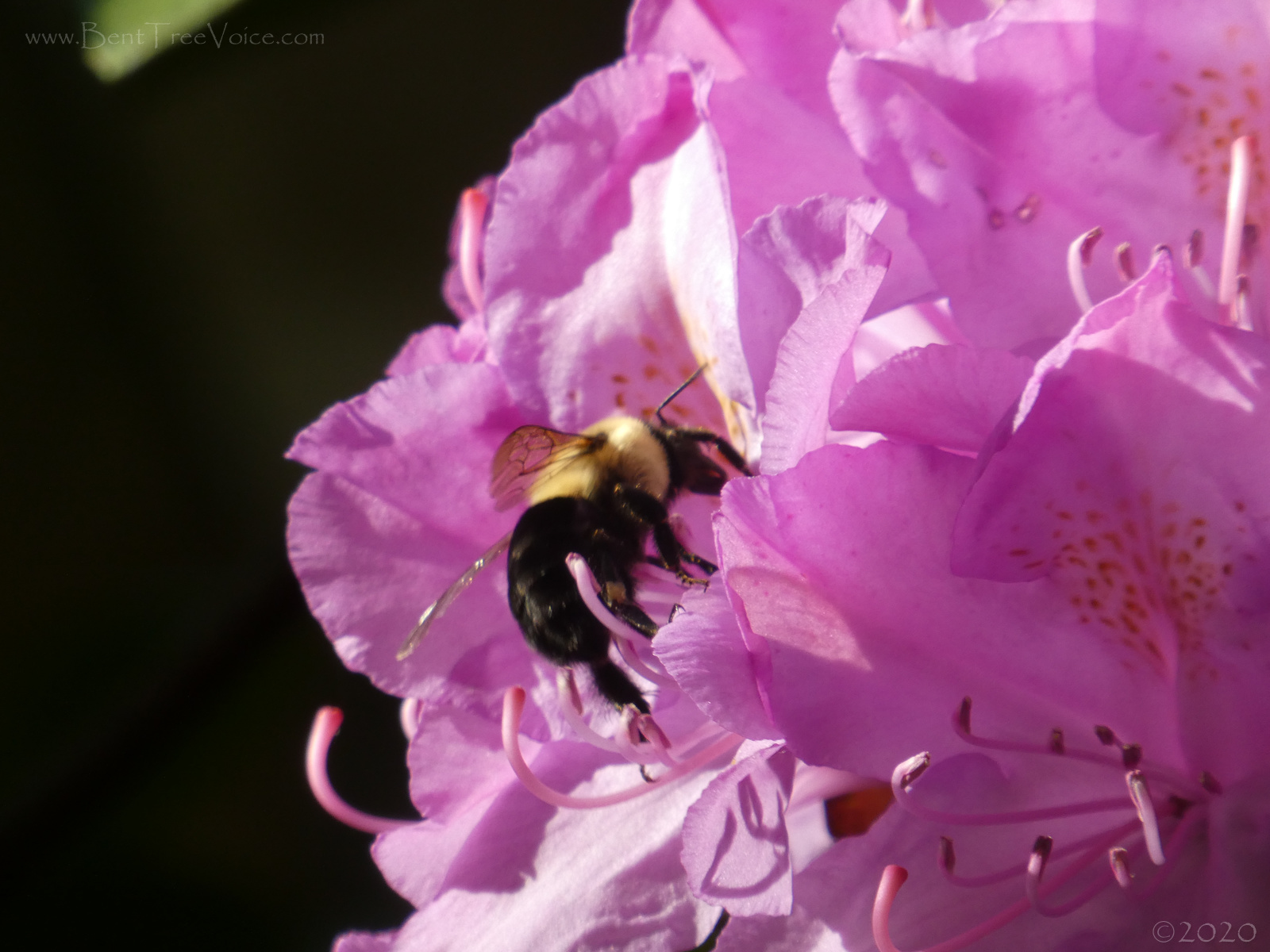 April 27, 2020 - Bee on rhododendron in Bent Tree