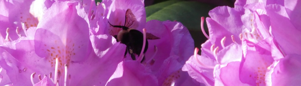 cropped-2020-0428-rhododendron-and-bee-header.jpg