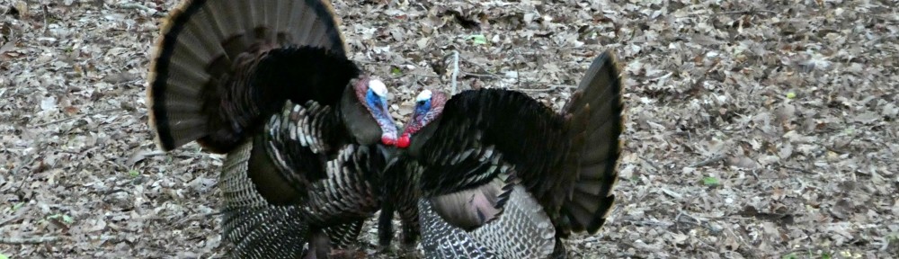 cropped-2020-0428-two-turkeys-face-to-face-header.jpg