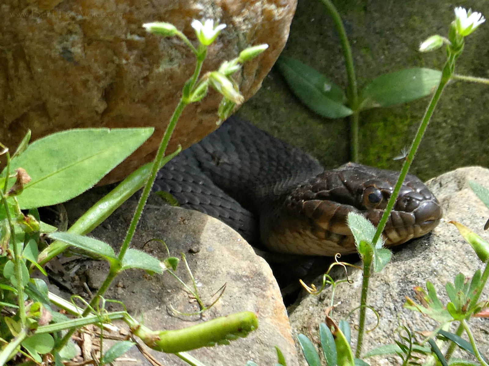 May 4, 2020 - Non-venomous water snake in Bent Tree