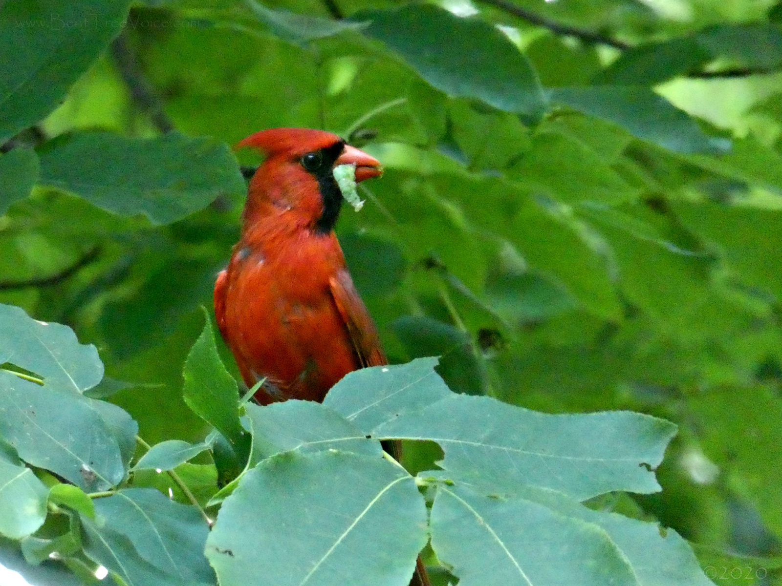 July 15, 2020 - Cardinal in Bent Tree