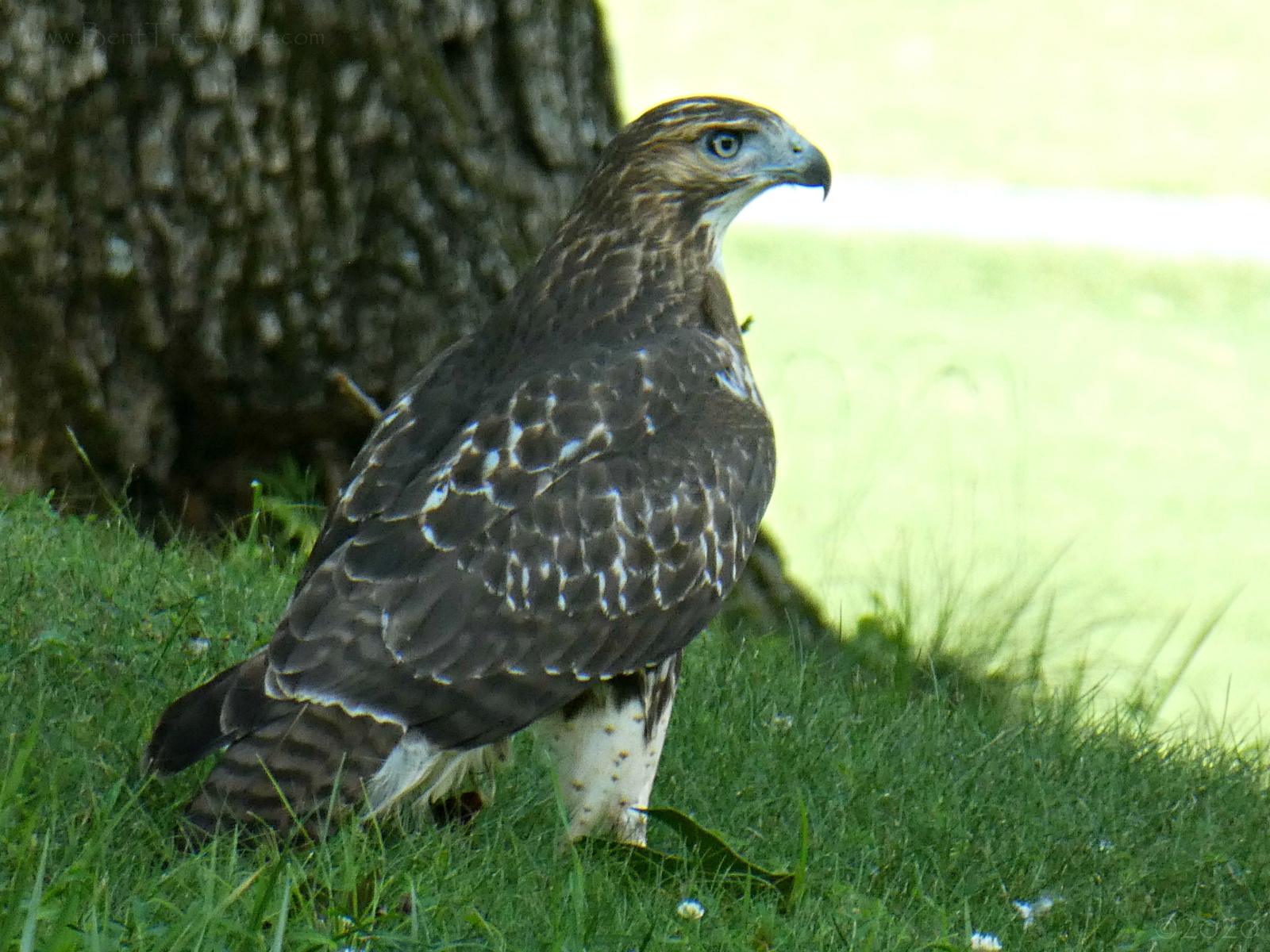 August 17, 2020 - Hawk on Bent Tree Golf Course