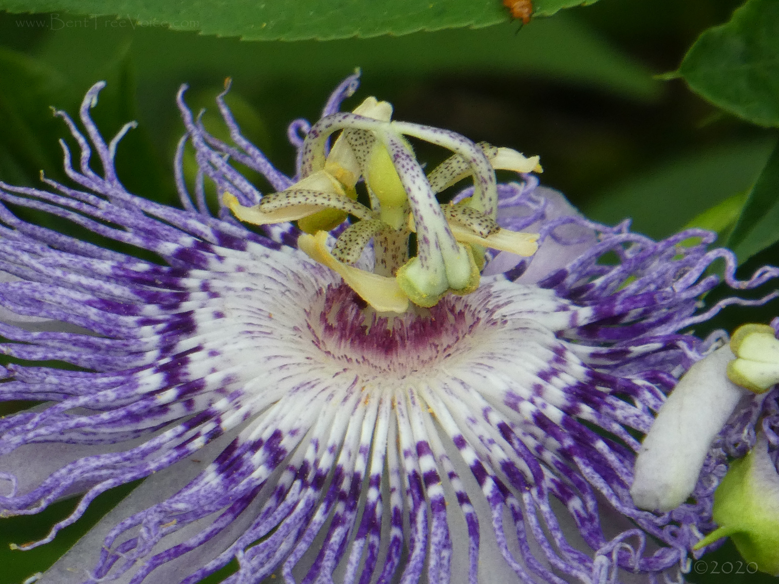 August 14, 2020 - Passionflower (aka Maypop) blooming in Bent Tree