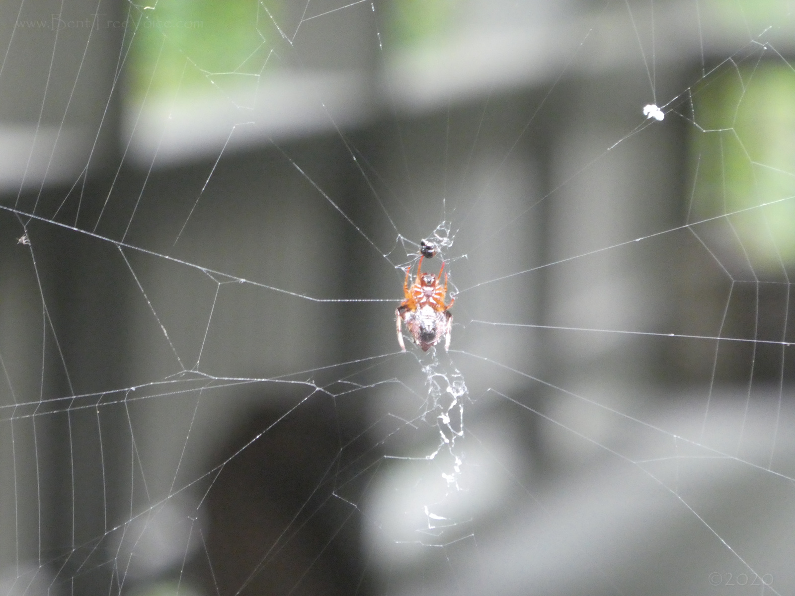 September 23, 2020 - big spider web in Bent Tree