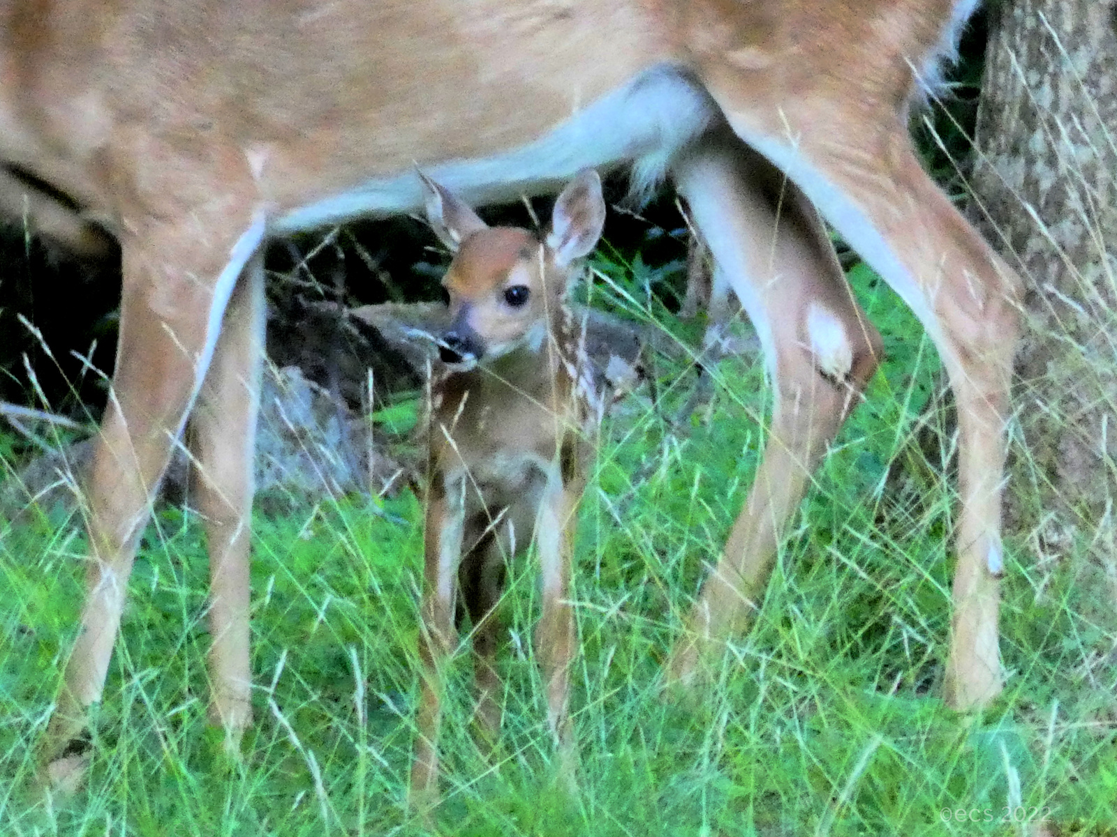 June 12, 2022 - Fawn and Doe in Bent Tree