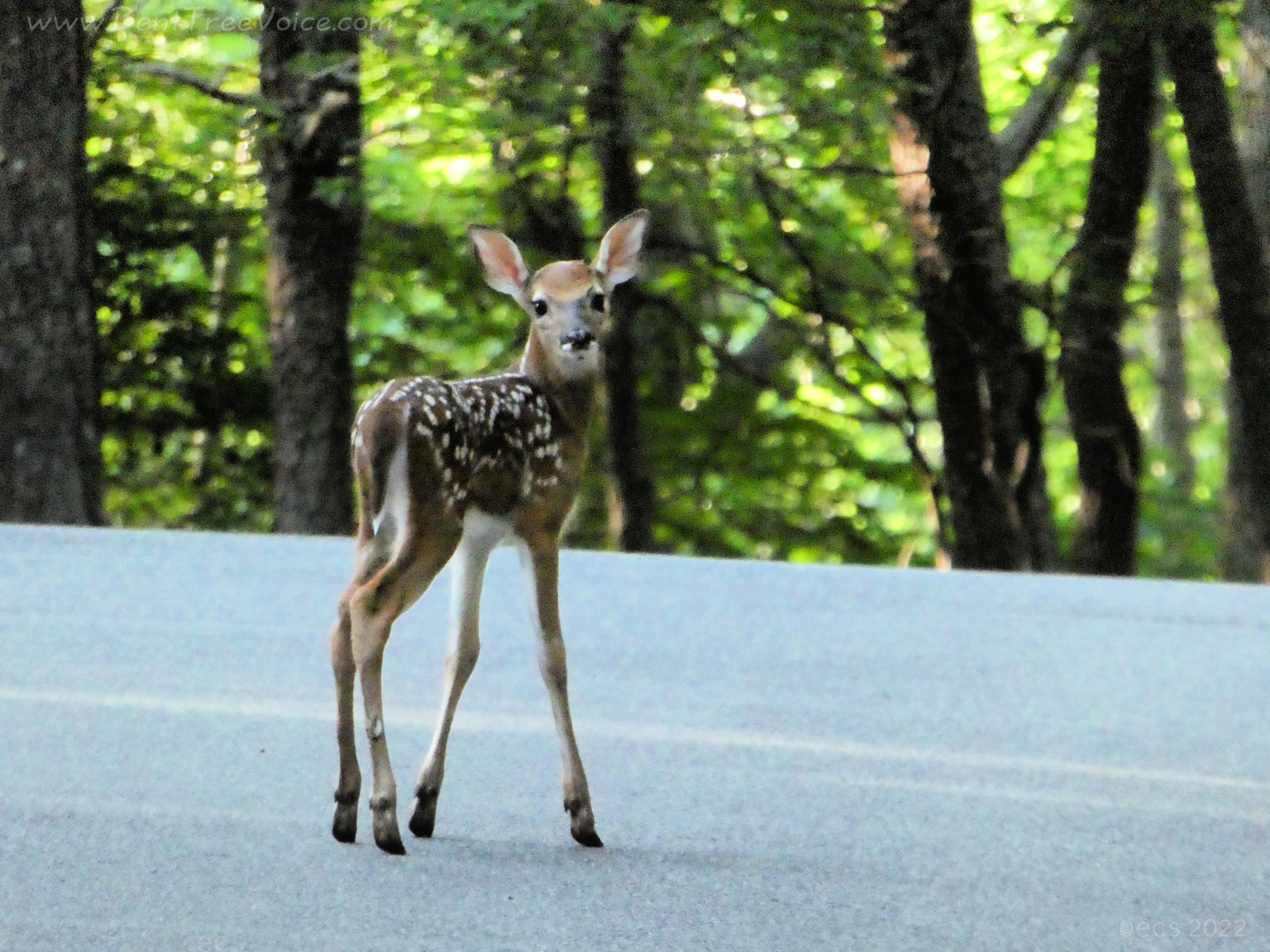 June 16, 2022 - fawn in Bent Tree