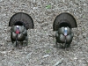 P1190787 2020 0428 two male turkeys.jpg