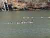 2012-1219-ducks-geese-2-pm