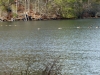 2012-1219-ducks-geese-6-pm-c