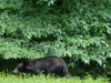 2012-0626-bear