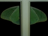 2012-0810-luna-moth