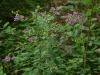 2011-0908-purple-wildflower