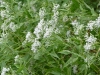 2011-0908-white-wildflower-3