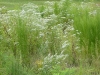 2011-0908-white-wildflowers