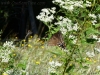 2011-0912-butterfly-on-hole-8_wm