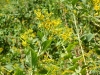 2011-0918-yellow-wildflower-2