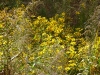 2011-1107-wildflowers