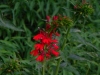 2012-0809-cardinal-flower-pm-2
