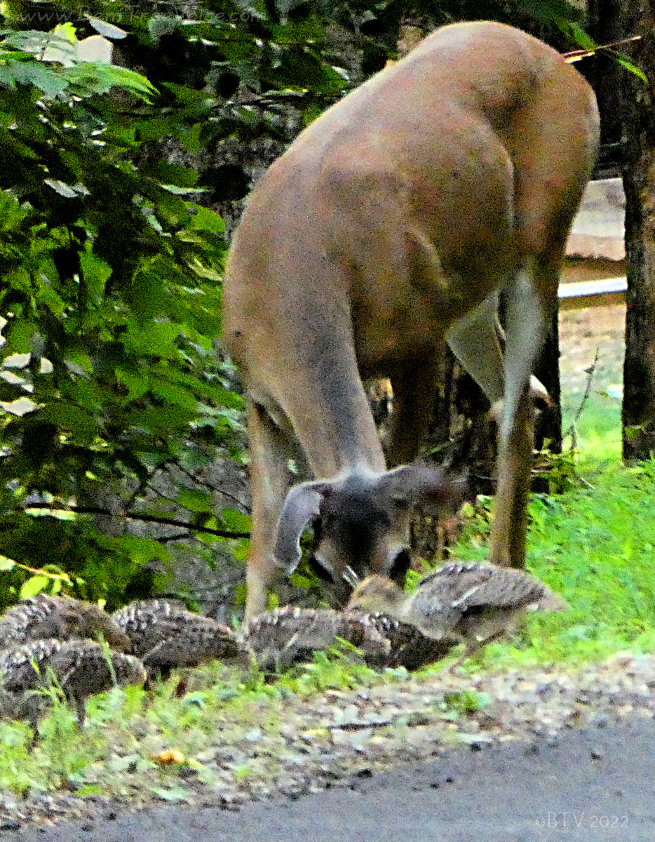 June 16, 2022 - Doe and Turkey Poults in Bent Tree