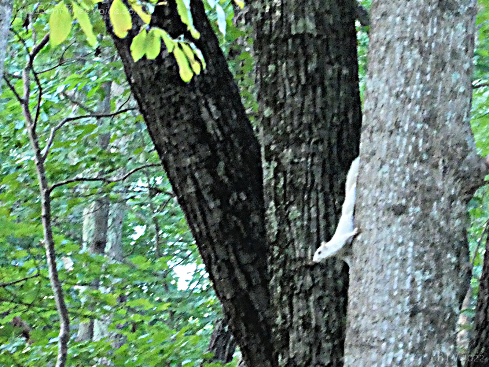 September 6, 2022 - White Squirrel in Bent Tree