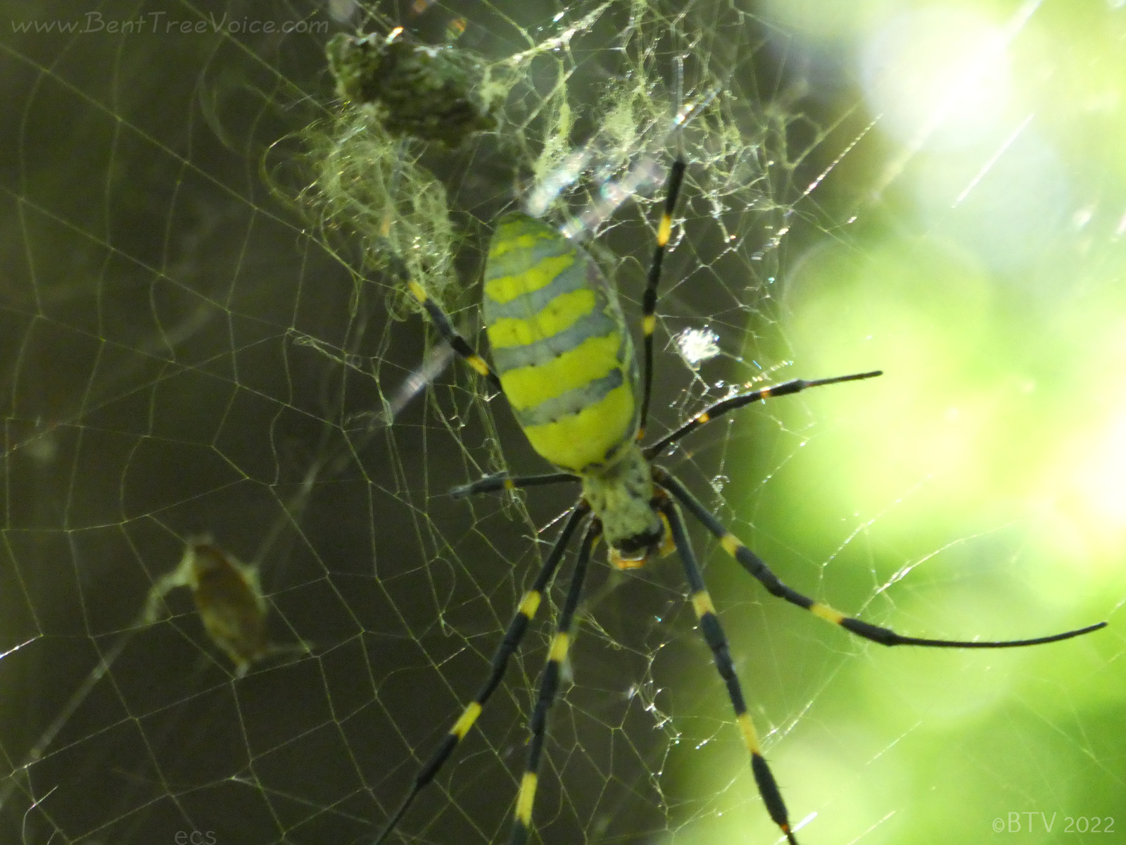 September 27, 2022 - Joro Spider in Bent Tree